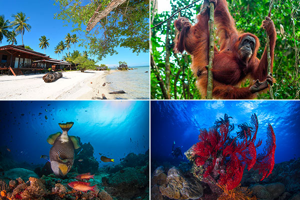 Séjour plongée dans le Kalimantan