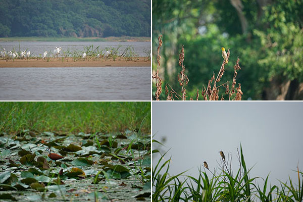 Avifaune du bassin du Congo