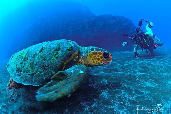 Plongée avec les tortues au Cap-Vert