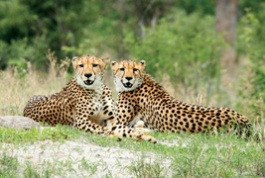 Safari photo - léopard au Botswana