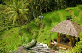 Rizières à Bali en Indonésie