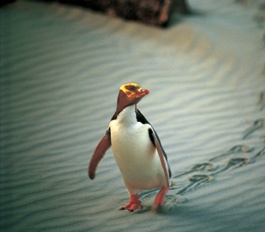 Dunedin - Pingouin jaune