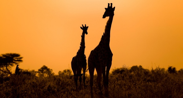 Girafes au coucher de soleil au Botswana